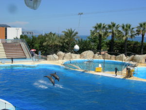 Le ballet des dauphins évoluant dans leur bassin avec ballons et anneaux et pirouettes avec les soigneurs fut magique.